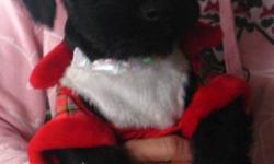 I have two goregous little scottish terrier puppies one male and one female. They have been vet checked first shots dewormed and are ready for there new homes. 705-286-0812