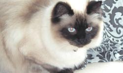 Unaltered seal point Himalayan female...one year old....amazing cat..great temperment, loves people and children...she currently lives with a  male flame-point himilayan and a female pug and small child....we hate to have to re-home her but we just can't