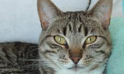 Breed: Tabby - Brown
 
Age: Senior
 
Sex: F
 
Size: S
Muffy is a sweet little girl who came to us on the shy side due to the circumstances she faced in her life. She is a very unique cat with big eyes and a peculiar meow. Muffy is very affectionate and