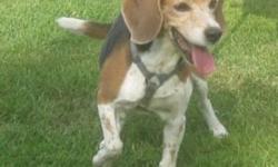Breed: Beagle
 
Age: Senior
 
Sex: F
 
Size: S
Bree is a sweet little girl who has just come back into rescue from a home where she was very loved. She is looking for a new home because her owner has passed away. Bree is a senior girl who came into rescue