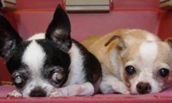 Breed: Chihuahua
 
Age: Senior
 
Sex: F
 
Size: S
Kiko and Taco are both 11 years old. They have been together their whole lives, since they were puppies. They were surrendered to Dhana Metta Rescue Society in early July 2011.
These 2 dogs, deserving of