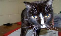 Breed: Domestic Short Hair
 
Age: Senior
 
Sex: M
 
Size: M
Primary Color: Black
Secondary Color: White
Age: 13yrs 0mths 0wks
 
View this pet on Petfinder.com
Contact: Vernon & District BC SPCA | Vernon, BC