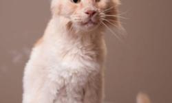 Breed: Oriental Long Hair Siamese
 
Age: Senior
 
Sex: M
 
Size: L
*Update August 2011:
Azlan has had quite a few issues since coming into our program. He developed an ulcer in one of his eyes that unfortunately wouldn't heal despite treatment and had to