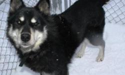Breed: Husky
 
Age: Senior
 
Sex: M
 
Size: L
Hi my name is Barnaby. I am about 11 years old and I am looking for someone to love me and give me a forever home. I have lived outside my whole life. I am neutered.
Adopters outside of the NWT will be