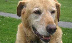 Breed: Labrador Retriever
 
Age: Senior
 
Sex: M
 
Size: L
BUDDY is available for adoption with New Hope Dog Rescue.
This is one extremely special fella. He&#8217;s a Lab and has been in long term care with New Hope for about two years and has learned
