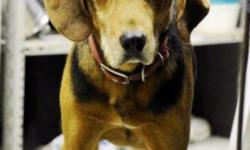 Breed: Hound
 
Age: Senior
 
Sex: M
 
Size: M
 
View this pet on Petfinder.com
Contact: Animal Shelter for Huntsville | Huntsville, ON