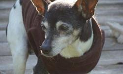 Breed: Rat Terrier
 
Age: Senior
 
Sex: M
 
Size: S
ADOPTION FEE APPLIES
Name: Willis
Gender: Male
Age: Senior
Adoption Fee: $350
Temperment: Shy, loving, and easy going
Origin: Kentucky Rescue
 
And now a few words from me:
My name is Willis. I am a rat