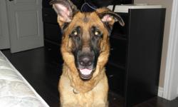 Hi, my name is Yaz. I?m a 3 Â½ yr old male German Shepard and I?m free to a good home with a friend who would be interested in a long term relationship. They say that I?m pretty good looking for my age. I?m originally from Germany but moved here when I was