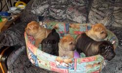 There are 6 adorable Shar-Pei puppies left out of a litter of 7, 1 female red fawn(the runt), 3 male red fawns, 1 black male, and 1 silver sable male. They all have brush coats. They are 6 wks. old. Raised with children and other dogs. Very friendly and