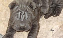 Beautiful Blue Shar Pei pups...only one male left. I don't sell these as purbred because the father is unregistered but he is a very high quality Blue Shar Pei.
They all have blue eyes and are eating on their own.
They will be ready to go to their new
