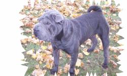 We have a sweet tempered 2 1/2 year old blue shar pei female, Stormy, who is looking for a good home and a forever friend and family. She has been accustomed to lots of outdoor time as we live in the country. She loves the out of doors and lots of space