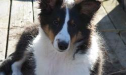 4 month old tri colored sheltie female. Very smart, gentle, great with kids, cats and other dogs. Vet checked, up to date with shots and worming. CKC registered. Looking for good home. Please call to view located in Ladner 604-940-0910