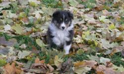 CKC Registered Shetland Sheepdog Puppies!! Now ready to go!
Different colours and both male/female available.  Championship bloodlines - parents on site.
Raised with love right in our living room.  Used to children, other dogs and cats too!
Price
