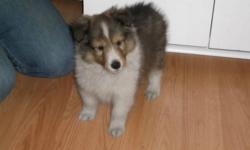 CKC Registered Sheltie Puppies!! Now ready to go!
**This Saturday and Sunday only (Nov 26th and 27th) we are reducing the price from $800 to $725**. Price goes back up to full price on Sunday so don't wait!  Call us and make arrangements to come and meet
