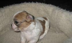 We have 5 shi-tzu puppies for sale,
3 of them are male
2 of them are female,
they are playful, get along with other dog & cat too, couple of them are very tiny, they started on the dry puppy food mix with warm water, eating well, also they are paper train