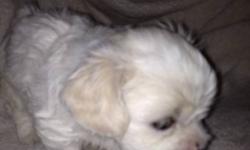 I have one male shi tzu puppy left. He is all white and very sweet. Selling for $350 with first shots and de-worming or $200 without. Please call or email me at 403-393-1706
Thanks
Teri