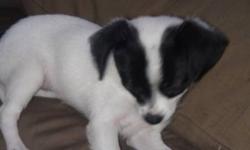 I have a shih-tzu Chihuahua puppy that I need to sell because I am moving to a home that will not allow me to keep my puppy.
Trixie is a very happy dog she loves to play, she is very good with other dogs (big or small), she loves to snuggle.
She has her