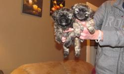 Beautiful shih-tzu puppies (female is the lighter caramel color/black markings/mask on her face and the male is the choc brown/caramel markings) Our puppies come from a loving home where both Mother/Father live and can be seen (Mother 8lbs and Father is