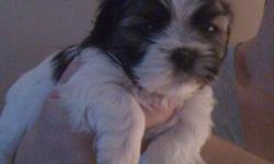 For sale Shih-Tzu Puppy.Born Sept 21/11 There is only 1-boy puppy left .Both mom 7lbs & dad 8lbs . Puppy Reduced To $450 .Will come with health records, vet checked, 1st needle, puppy package,Inquire @ 705-737-3698[ H] or 705-718-1040 !!!!!! Great