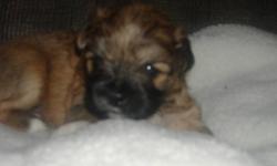 I have 2 beautiful shih tzu puppies for sale will be ready to go at christmas. The brown and black one is a male and the white and brown one is a female. If interested please call.