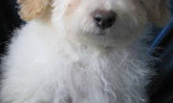 Toy Shih Poo puppies
Toy poodle X Shihtzu
low to non shedding
adult size 8 - 10lbs
Ready to go to their new homes
Cream and white - Females
Cream and white - Male
They have had first needles, dewormed and vet checked
Located just outside Hamilton
Please