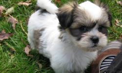Shih Tzu - Poodle cross.
They love to be cuddled and can be in an appartment.
There are 4 males and 1 female available.
They are non-shedding and hypoallergenic and are great family dogs.
Born 11 September.
They come vet-checked de-wormed and with a