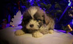 REDUCED PRICE!!!! PUPPIES ARE READY TO GO!!!!!!!!
 
 3 Shih Tzu Puppies
All puppies have 1st shots, been de-wormed and have a Vet Health Certificate. They are Non-shedding, hypo-Allergenic dogs. That make great family pets!
 
I have 2 Female and 1 Males.