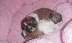 I have 2 pups left for sale. I am a Shih Tzu Breeder & have been for many years. These little angels are non shedding & hypo allergenic. They will grow to about 8-10lbs. My puppies & parents are full breed (not registered) Great temper ments & good with