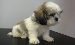 PUREBRED SHIH TZU PUPPIES READY TO GO NOW!
 2 MALES AVAILABLE
THEY COME:
VET CHECKED
DE WORMED
1 SET OF VACCINES
MICRO-CHIPPED
FOR MORE INFORMATION PLEASE CONTACT:
EDISON 647 669 3630
ANDREA 647 833 6413