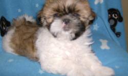 We have 1 male Shih Tzu puppy left.  He is Vet checked, dewormed, and has had first shots. He is ready to go now.  Please email me, or call 519-961-9430.
