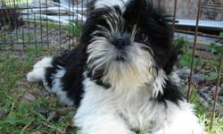 I have four shih tzu puppies who need good loving homes, they are vet checked and have all three sets of needles. Ready to be placed in your  home please do not hesitate to call Virginia at 705-724-5656. The mother is on site aswell so you may see her,