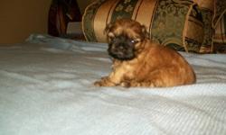 I have for sale a beautiful brown female Shih Tzu.   Puppy has been vet checked and will be dewormed.  She will be ready for adoption on December 21, If interested call:  782-0849.