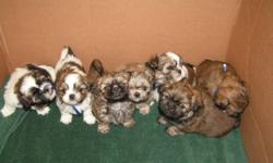 All the puppies have been sold. Thanks to all for the interest. We may breed again next year (spring 2013) so note the Phone number and watch for our add. Great parents make great pups.