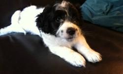 Male Shih Tzu Yorkie Bichon Puppy, black and white. Beautiful little guy, very snuggly and playful. He is ready to go to his new home today! Eating solid food, weaned from mum, Vet Checked, 1st shots, and Dewormed.  Hypoallergenic and Non-Shedding. He has