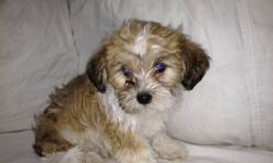 beautiful, very loving and adorable puppy only 3lbs. very small puppy CALL 6O4.338.5896