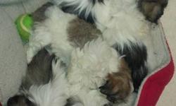 We have a wonderful litter of Shihpoo Puppies, they all have great little personalitys very social, love to be played with ,we have a geat start on crate training. Potty training is coming along nicely.The pups have a clean bill of health from the Vet