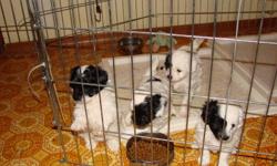4 beautiful, playful Shih Tzu, Poodle cross puppies for sale.  We have 2 males and 2 females.  They are all mainly white with some black markings.  Born Nov. 14, and will be ready to go to their new homes on Jan. 14.  They are well socialized, hypo