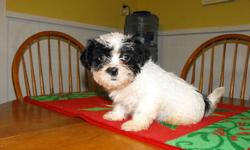 Looking for a great gift for that special someone just in time for Christmase?    Why not choose the gift that keeps on giving?  A PUPPY!
 
I have 9 week old Shihtzu puppies just waiting for you!  These puppies are loving, gentle, and cute as a button.