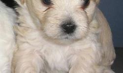One totally chocolate colored male shihtzu 150.00  and 2 cream colored male Shihtzu/Maltese puppies for 100.00 They are different litters and different ages.