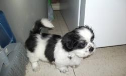 Shihtzu for sale he has his first shot and dewormed.loves to play,good with other dogs and kids.$400.00.phone 705-855-3384 or cell 705-207-9990 ask for ray.