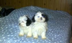 Beautiful, affectionate home raised ShihTzu Maltese puppies! Black and white, 1st shots and health certificate, freshly groomed for pickup.  Puppy kit included.
3 girls 2 boys