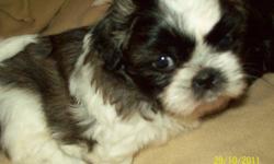 Shihtzu puppies
Home raised
3 males, 1 female
$350 
Adorable bundles of joy
Ready to go for Christmas