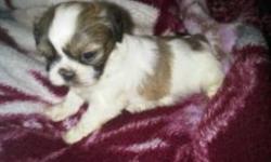 SHITH ZU PUPPIES READY FOR A NEW HOUSE 2 FEMELE PUPPIES (905)962-4305  CALL OR TEXT ONLY