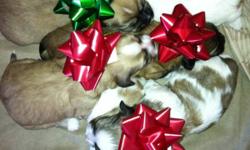 4 puppies for sale, 3 girls 1 boy. Come with first shots and dewormed ready to go January 22, 2012 (6 puppies in total, 2 are spoken for)
This ad was posted with the Kijiji Classifieds app.