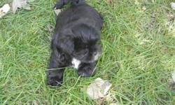 There is a puppy, a male that is black with white belly and white boots.  dogs have been vet checked with first shots and dewormed...all puppies are very healthy and kid friendly..puppies are hypo-allergenic. mother is on site. please call do not e-mail.
