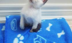 Very old blood lines!!! We have the sweetest little Siamese babies ready to go to their new homes, Vaccinated (over $120.00 in value) and dewormed on a regular basis ($40.00). With Health certificates. Kitten Food 2 weeks supply. With Registration