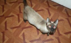 We have a 2 year old Seal Point Siamese Cat for sale.
She is very friendly and is well accustomed to other pets.
She has had her shots and is unaltered.
 
If you are interested please give me a call or send me a message.