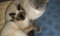 I have a few Siamese cats in desperate need of a new home.There is a 5yr old male Blue point.,1.5yr old Chocolate point female and a 8 month old Chocolate point female.They are all litter-trained,socialized with other pets and kids and are NOT
