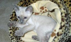 SIAMESE KITTENS Blue point, DOB Aug 29. 3 Males left. Raised underfoot in our kitchen with children and large dogs. People loving, sweet babies, ready for forever homes by November 7, or when fully weaned. Will be dewormed and have vet check and 1st