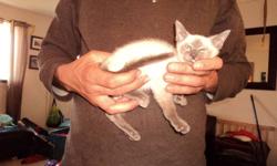 Siamese kittens for sale.  First shots and vet checked.  Parents are pets, live, eat and sleep with us, have vaccinations, wormed, flea prevention and are on site for viewing. Mom is a gorgeous lilac point; she is loving, friendly and vocal..Dad is a dark